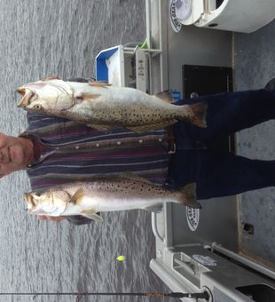 GATOR TROUT